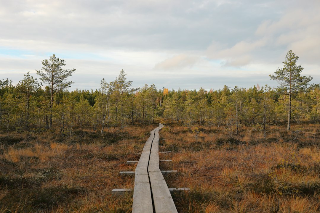 Økoturisme i Estland: En Grønn Reise Gjennom Naturen