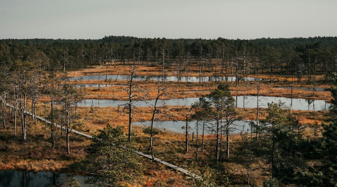 Oppdag Den Utrolige Verden av Utendørsopplevelser i Estland