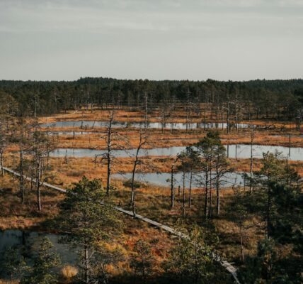Oppdag Den Utrolige Verden av Utendørsopplevelser i Estland