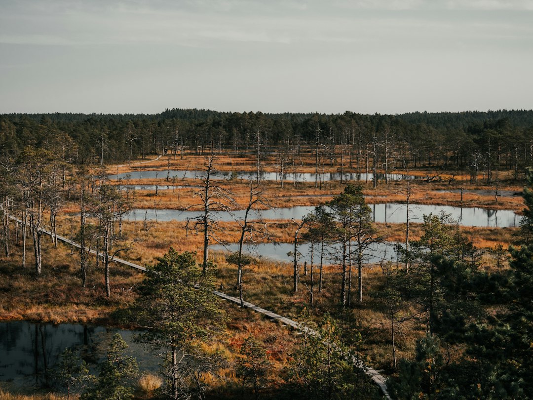 Oppdag Den Utrolige Verden av Utendørsopplevelser i Estland